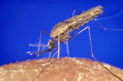 Mit einem einzigen Stich können weibliche Anopheles-Mücken den Menschen mit dem gefährlichen Malaria-Erreger infizieren.