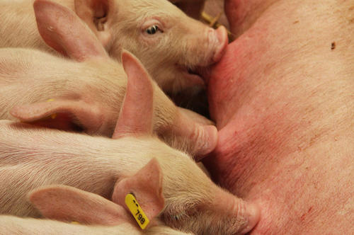 Schweinerei: Ferkel, die frisch in den Stall kommen und noch MRSA-frei sind, müssen sich sofort mit den Keimen auseinandersetzen, da in 60 Prozent aller konventionellen Mastbetriebe MRSA nachgewiesen wurde.