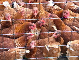 Even one sick animal can cause a disaster. Despite high standards of hygiene, modern large-scale farming operations are particularly vulnerable for animal diseases.