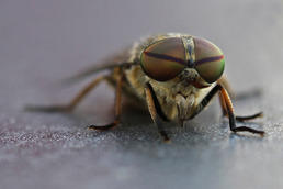 Insects produce antimicrobial peptides whose substance is similar to the antibiotics used in medicine.