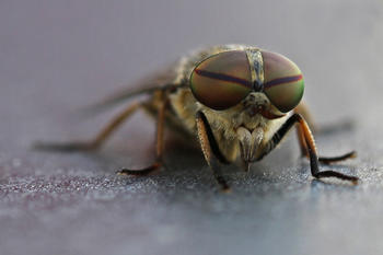 Insekten produzieren antimikrobielle Peptide, die von ihrer Substanz her den in der Medizin verwendeten Antibiotika ähneln.