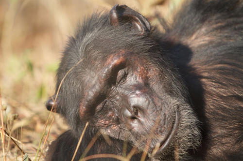 Schlafend in Sambia: Das Affenmännchen Nickey beim Nickerchen.