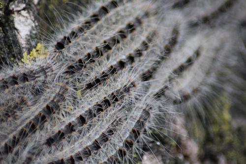 Den Larven des Eichenprozessionsspinners rückt auch das Land Berlin mit Insektiziden zu Leibe. Das kritisiert der Biologe Werner Kratz. Er will die "wahren Gründe für den Zustand unserer Wälder" benennen.