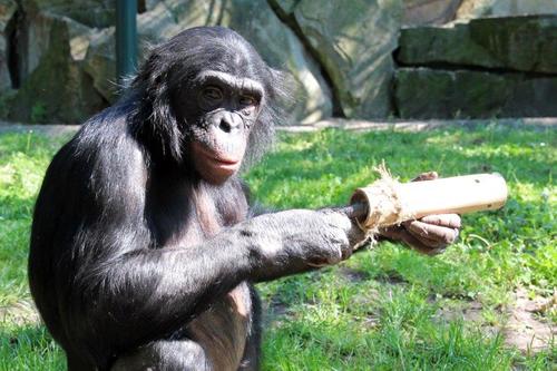 Menschenaffen im Berliner Zoo erhalten Beschftigungsspielzeug