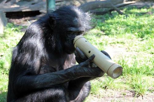 Menschenaffen im Berliner Zoo erhalten Beschftigungsspielzeug