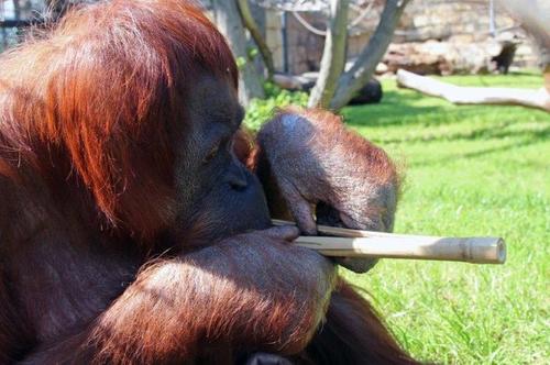 Menschenaffen im Berliner Zoo erhalten Beschftigungsspielzeug