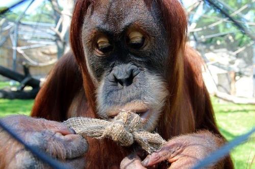 Menschenaffen im Berliner Zoo erhalten Beschftigungsspielzeug