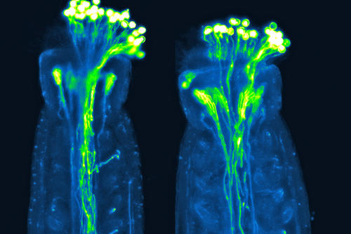 Narbe beim Fruchtblatt der Pflanze Arabidopsis thaliana. Die Pollenkörner keimen und bilden Pollenschläuche. Erreichen diese die Samenanlagen, erfolgt die Befruchtung. Ohne Sauerstoffradikale ist der Prozess gestört.