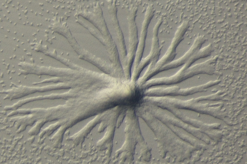 Dictyostelium-Amöben, einzellige Schleimpilze, bilden bei Nahrungsmangel einen vielzelligen Verband (Aggregation). Mittig entsteht ein Fruchtkörper mit Sporen. Hier zu sehen eine Aggregation des „Dicty“-Verwandten Polysphondylium pallidum.