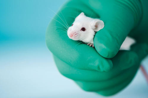 Wo kann auf Tierversuche verzichtet werden, und wo sind sie noch notwendig? Eine Vortragsreihe zum Tierschutz beschäftigt sich mit der Forschung zu Ersatzmethoden.