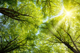 To plants, chloroplasts are vitally important, but also not entirely innocuous “boarders” within cells. A team of researchers is studying how communication between the two works.
