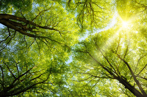 Für Pflanzen sind Chloroplasten lebenswichtige, aber auch nicht ganz ungefährliche „Zellmieter“. Das Forscherteam untersucht, wie die Kommunikation zwischen beiden funktioniert.