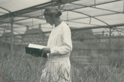 Elisabeth Schiemann bei der Arbeit auf Versuchsflächen des Instituts für Vererbungsforschung um 1925.