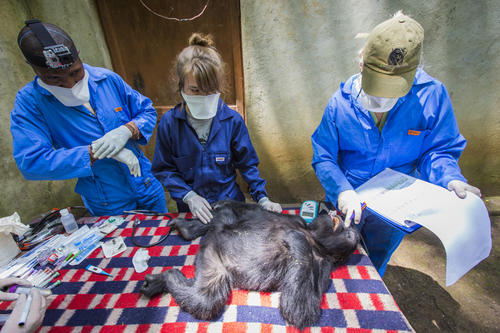 Jessica Magenwirth bei der jährlichen Gesundheitskontrolle der Waisengorillas in Virunga