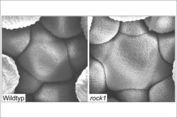 Die elektronenmikroskopische Aufnahme der Sprossspitze zeigt, dass diese in Arabidopsispflanzen, in denen das ROCK1 Gen mutiert ist, größer ist. ROCK1-Pflanzen entwickeln daher schneller neue Blüten.