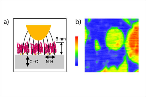 Die Kombination und Entwicklung neuartiger Techniken zur Biogrenzflächenforschung wird ein weiterer wichtiger Teil der Arbeit in der Takustraße sein. Das Bild zeigt Darstellungen der nano-FTIR-Mikroskopie.