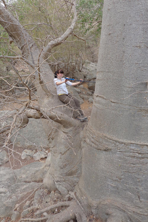 Franziska Slotta, wissenschaftliche Mitarbeiterin im Team von Frank Riedel, bereitet eine Bohrung an einem Baobab vor.