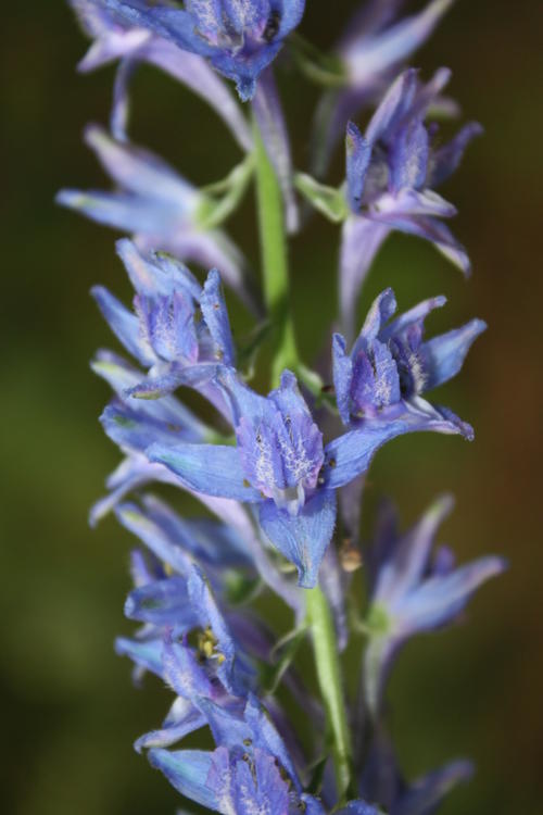 Auch der blaue Rittersporn (Delphinium) zählt zu den typischen Pflanzen der Kaukasus-Region.
