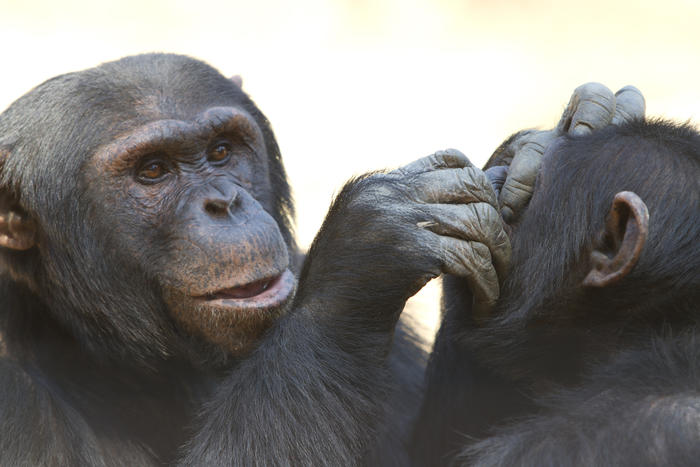 Was kann der Mensch vom Affen über den Menschen lernen? Einige Gesten jedenfalls kommen einem ziemlich bekannt vor.