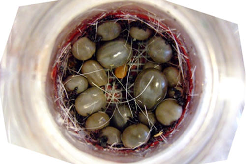 Ohne Tierversuche: Schildzecken der Art Ixodes Ricinus saugen sich in einer Fütterungskammer mit Blut voll.
