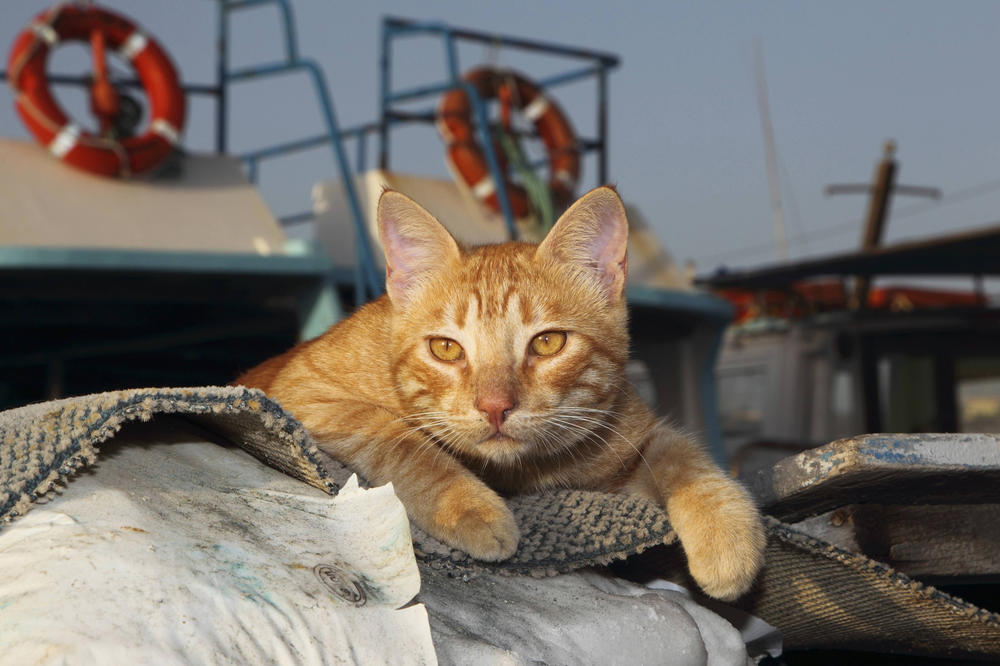 Bitte nicht an Bord nehmen: Wer Tiere aus dem Urlaub mit nach Hause nimmt, riskiert es, Parasiten einzuschleppen.