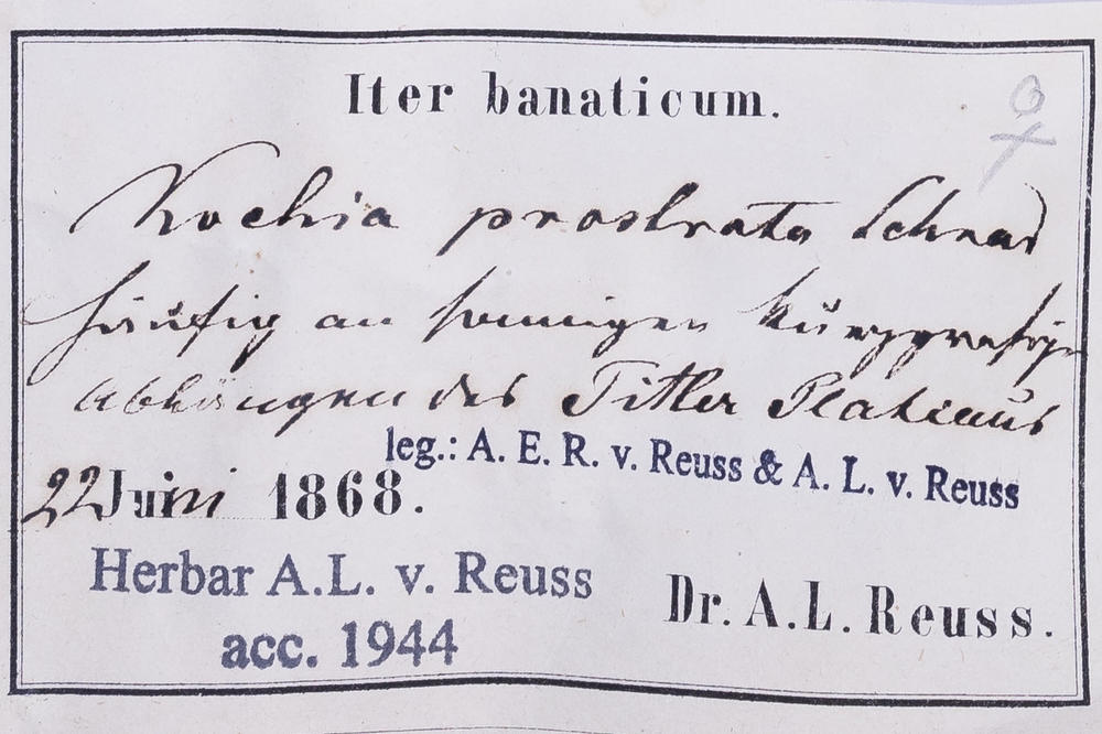 Forscherinnen und Forscher des Botanischen Gartens hoffen auf Hilfe von Freiwilligen, um verschnörkelte Etikette wie dieses zu entziffern.
