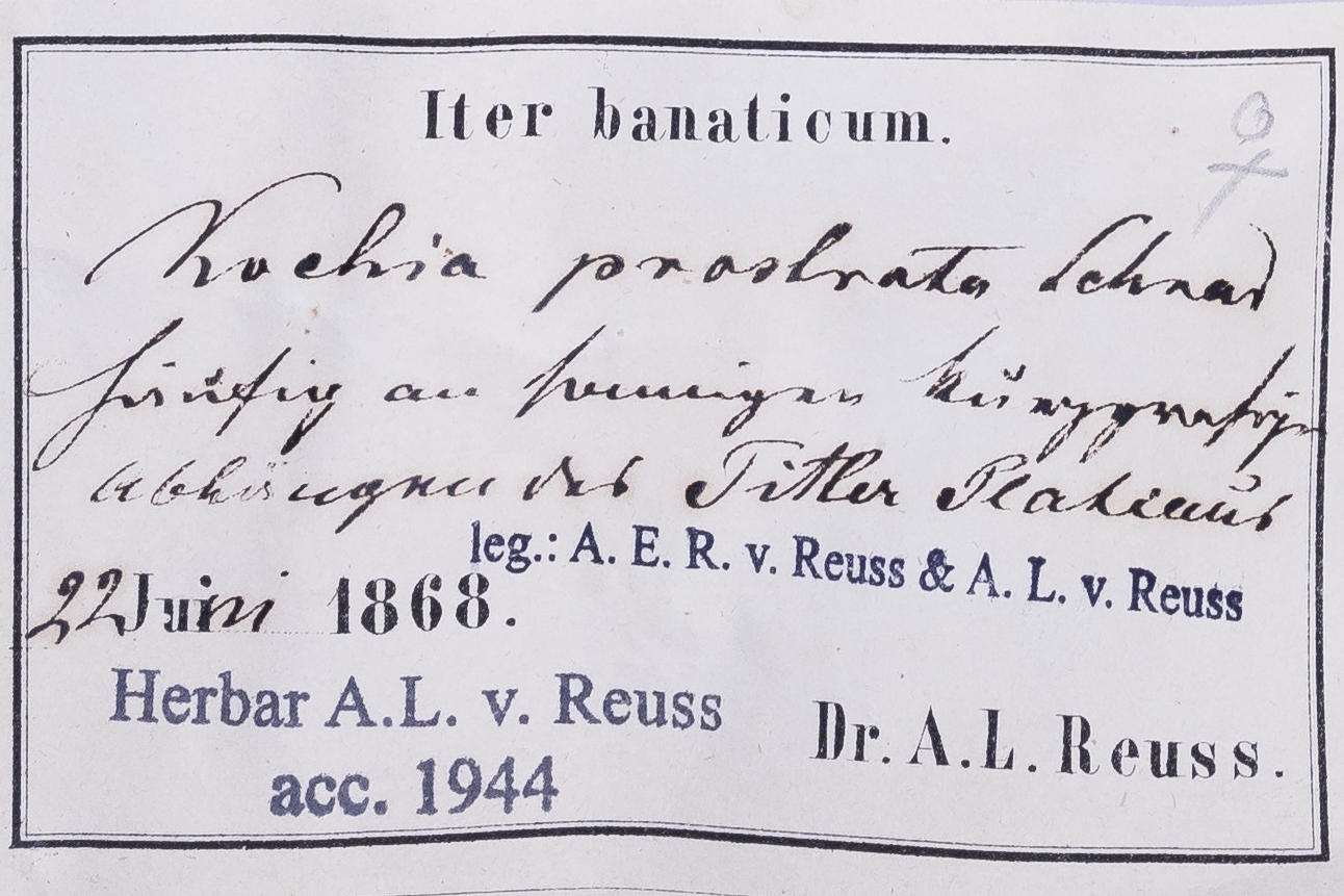 Forscherinnen und Forscher des Botanischen Gartens hoffen auf Hilfe von Freiwilligen, um verschnörkelte Etikette wie dieses zu entziffern.