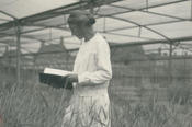 Elisabeth Schiemann bei der Arbeit auf Versuchsflächen des Instituts für Vererbungsforschung um 1925