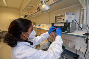 Masterstudentin Rose Mary Paul sucht nach genetischen Markern von Raps und Rucola.