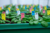 In der Grundlagenforschung wird meist die Acker-Schmalwand (Arabidopsis thaliana) eingesetzt. Ihr Genom wurde 2000 sequenziert, sie hat einen Generationszyklus von nur acht Wochen von der Keimung bis zur Reife der Samen.