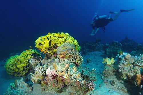 Mit Sauerstoffflasche, Taucherbrille und Flossen erforscht Salah Amasheh Korallenriffe im Golf von Aqaba.