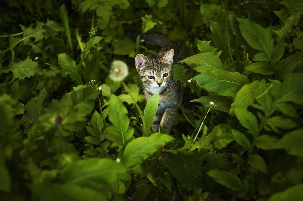 Gefährlicher Jagdgenuss: Wissenschaftler vermuten, dass Katzen sich über infizierte Mäuse mit dem Rustrelavirus anstecken können.