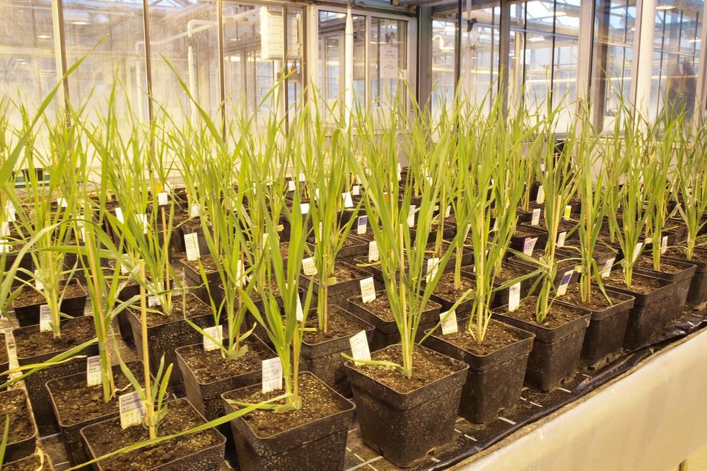 Die alte Braugerstensorte „Golden Promise“ lässt sich vergleichsweise einfach genetisch verändern und wird deshalb häufig in der Forschung verwendet.