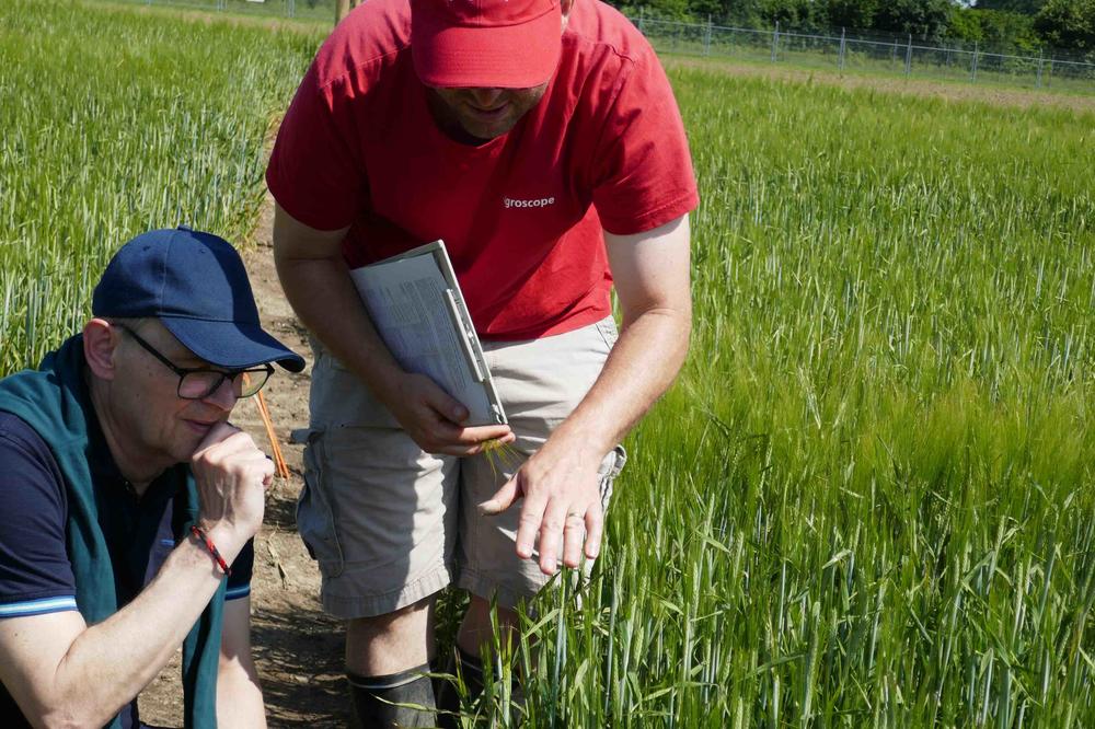 Pascale Haberey von der Schweizer Agroscope und Prof. Dr. Thomas Schmülling (links), Freie Universität Berlin, betrachten die Entwicklung der Gersteähren im Feldversuch.