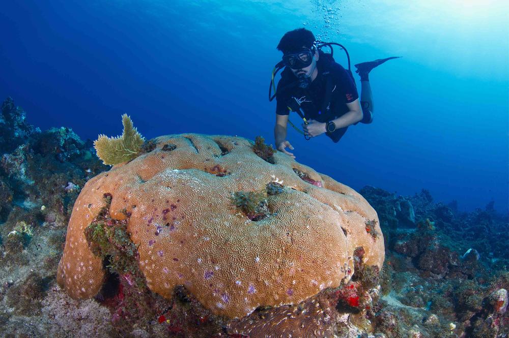 Auf seinem Tauchgang vor der Insel Martinique hat Gabriel Cardoso nur vereinzelt noch lebende Siderastrea-siderea-Korallen entdeckt.