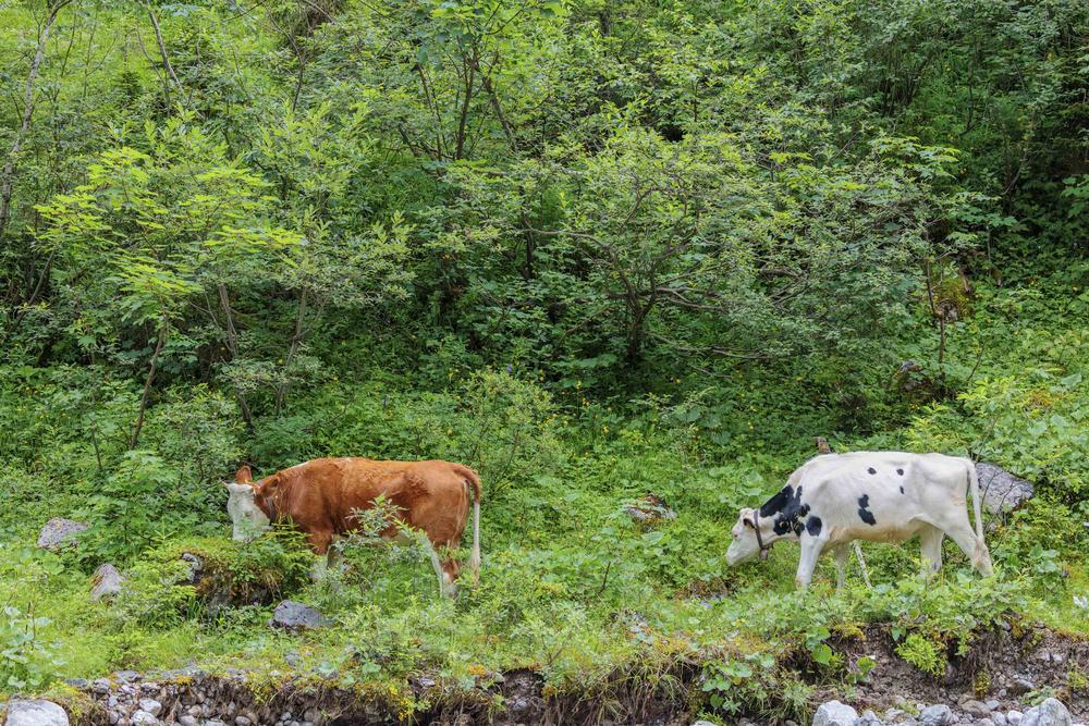 Im Agroforst oder Waldweidesystem werden Bäume, Pflanzen und Tierhaltung kombiniert.