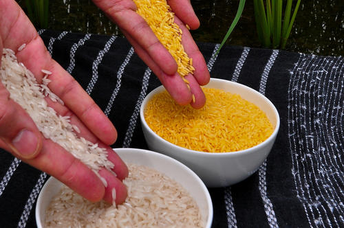 Das eingelagerte Betacarotin verleiht dem Goldenen Reis seine gelblich-orangene Färbung (re.).