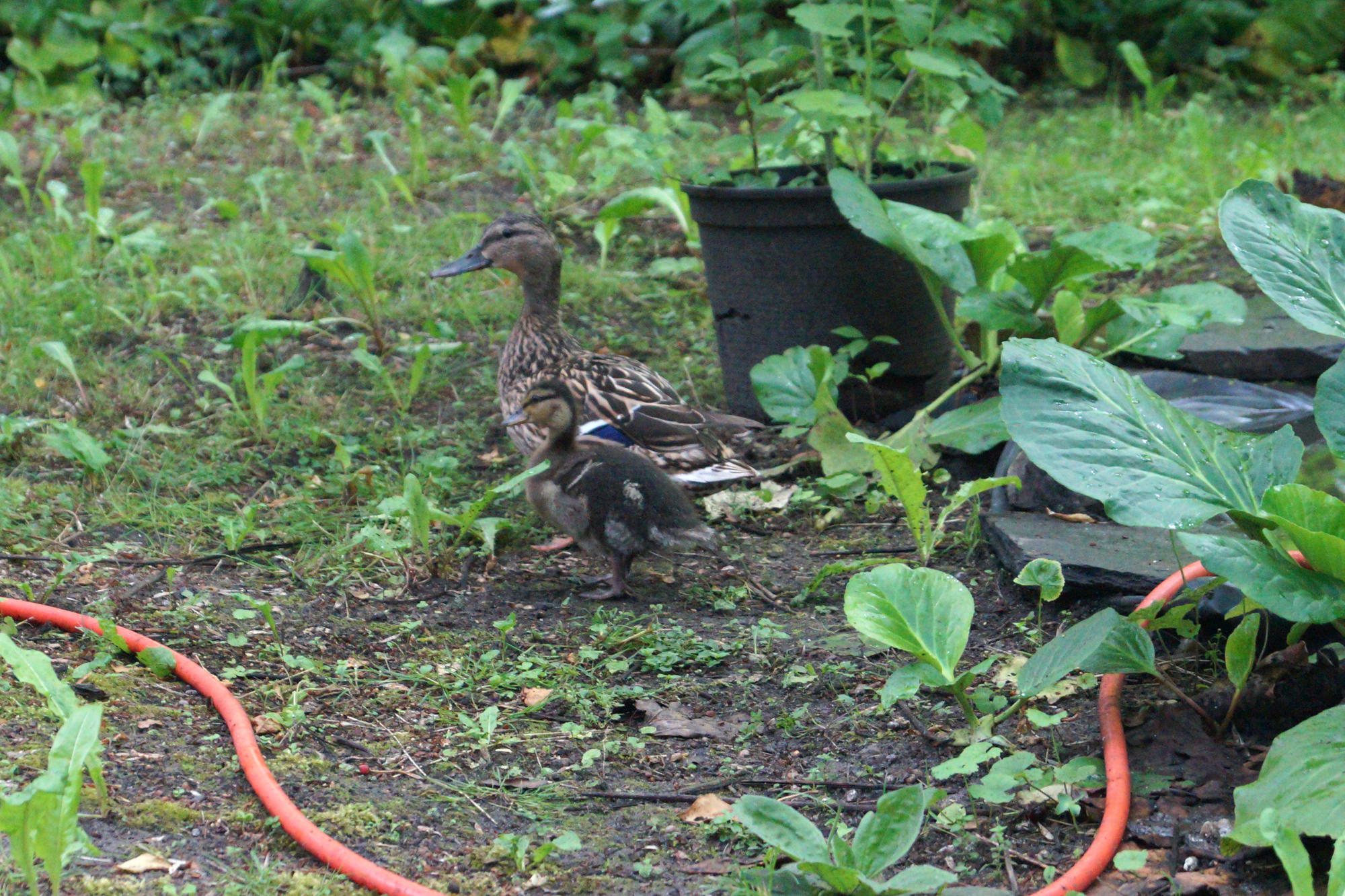 Wieder Entennachwuchs auf dem GeoCampus Lankwitz. Auch ihn hat Hausmeister Böse im Blick. Er kümmert sich mit Studierenden um die Versorgung der Küken.