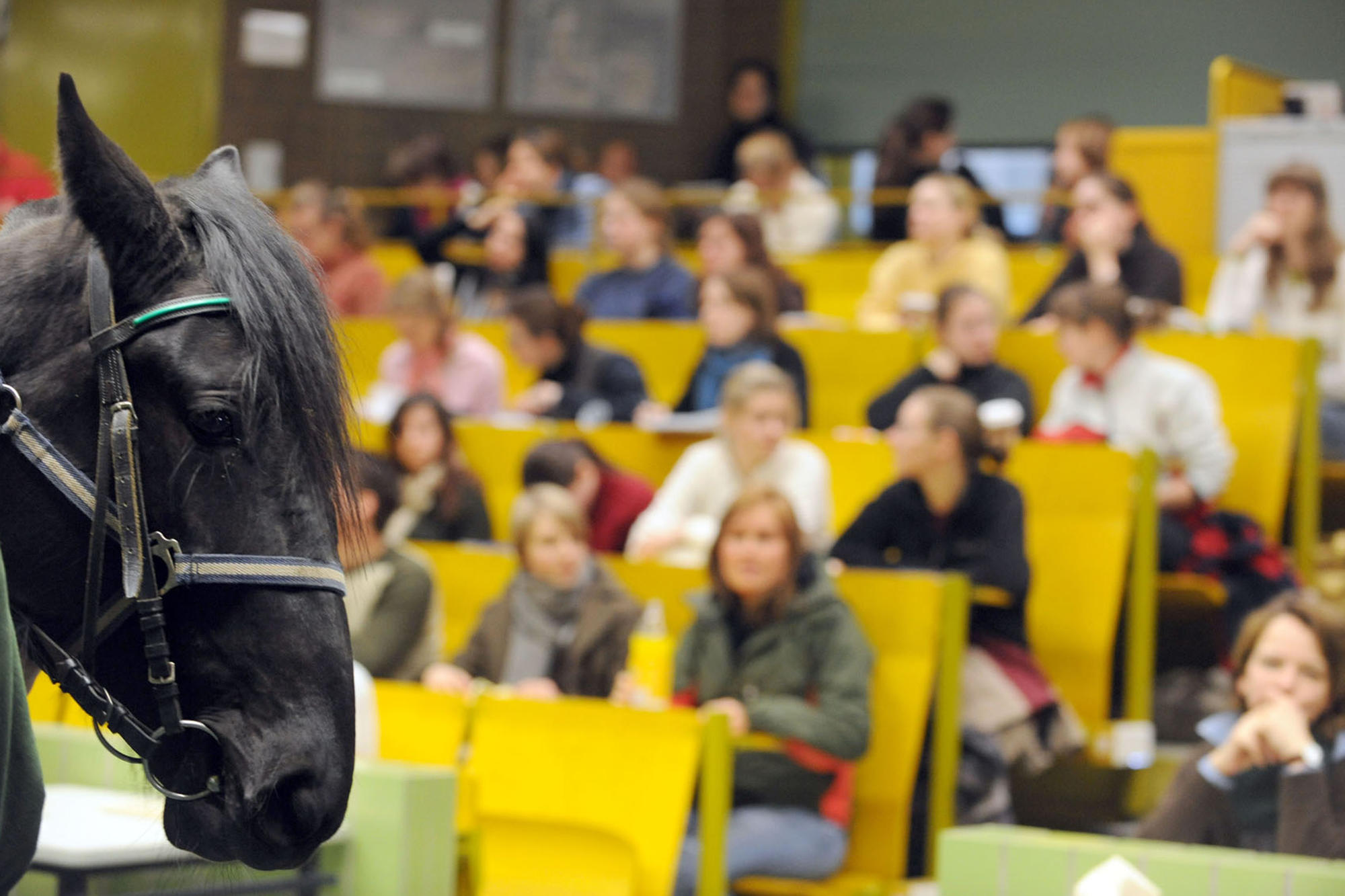 Nah am Tier: Die Anatomie des Pferdes ist nur eine von fünf verschiedenen, die angehende Veterinäre beherrschen müssen. Was gegen die in dem Fach verbreitete Prüfungsangst hilft, vermittelt ein Workshop.