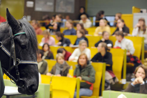 Nah am Tier: Die Anatomie des Pferdes ist nur eine von fünf verschiedenen, die angehende Veterinäre beherrschen müssen. Was gegen die in dem Fach verbreitete Prüfungsangst hilft, vermittelt ein Workshop.