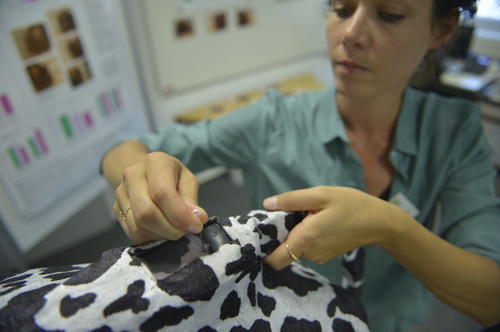 Veterinärmedizinerin Laura Schüller demonstriert eine Epiduralanästhesie am Kuh-Modell.