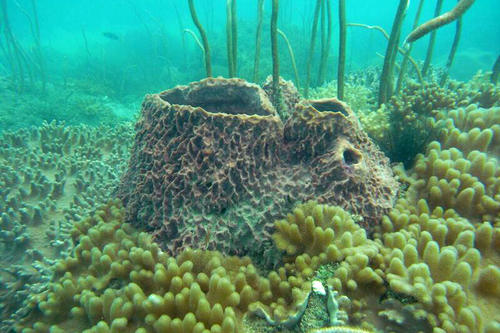 Coral reefs are of great importance for the ecosystems of the oceans, and they are fascinatingly beautiful.