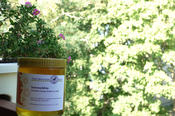 Im Jahr kommen pro Volk an die 60 Kilo Honig zusammen. Der FU-Honig kann direkt bei den Imkern gekauft werden.