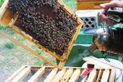 Um ruhig und möglichst stichfrei am Bienenvolk arbeiten zu können, verwenden die Imker einen Smoker. Der erzeugte Rauch täuscht einen Brand vor, woraufhin die Bienen Vorbereitungen für eine Flucht treffen und abgelenkt sind.