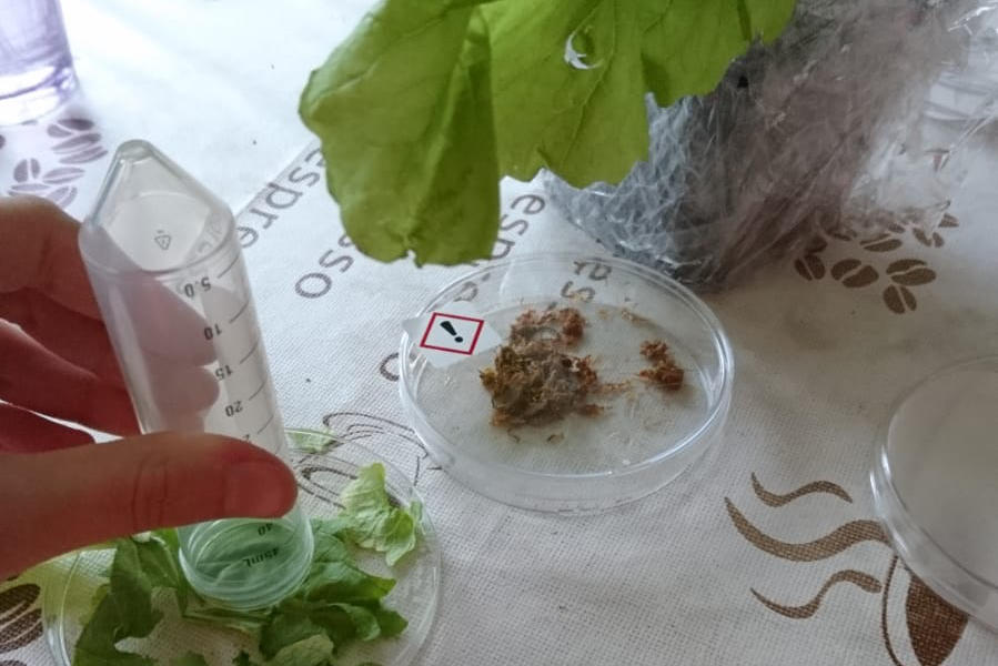 Die Teilnehmerinnen der Seminarreihe NATürlich experimentierten zu Hause.