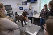Am Geburtssimulator Gyndog üben die Studierenden den Ultraschall unter der Geburt, eine Kommilitonin coacht.