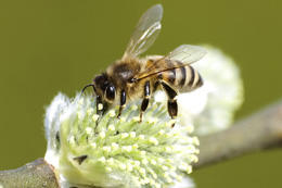Bedroht: die Honigbiene.