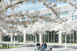 Raus aus dem Homestudium: Studierende wünschen sich, wieder auf den Campus kommen zu können, an die Universität. Das Bild zeigt die Kirschblüte vor der Holzlaube in Dahlem.