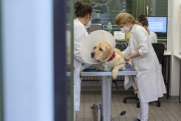 In der Kleintierklinik der Freien Universität stehen die medizinischen Probleme großer und kleiner Tierpatienten im Fokus.