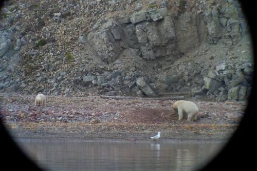 Zwei Eisbärenmütter mit ihren Jungen aus sicherer Entfernung, fotografiert durch Ferngläser.